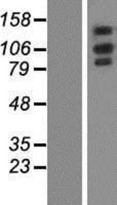 Western Blot: OXR1 Overexpression Lysate [NBP2-04919]