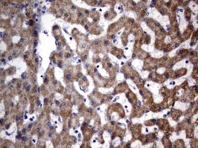 Immunohistochemistry: OXSM Antibody (OTI4E10) [NBP2-46304]