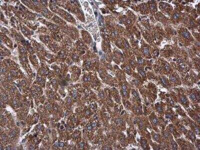 Immunohistochemistry-Paraffin: OXSM Antibody [NBP2-19647]
