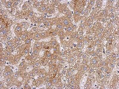 Immunohistochemistry-Paraffin: OXSM Antibody [NBP2-19649]
