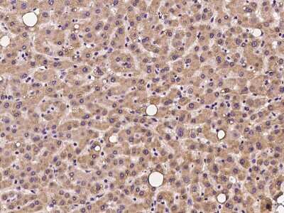 Immunohistochemistry-Paraffin: OXSM Antibody [NBP2-97290]