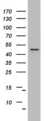 Western Blot: OXSM Antibody (OTI4E10)Azide and BSA Free [NBP2-73176]