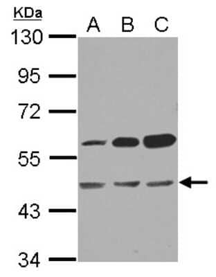 Western Blot: OXSM Antibody [NBP2-19648]