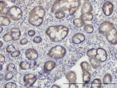 Immunohistochemistry-Paraffin: OXSR1 Antibody (1B9) [H00009943-M19]