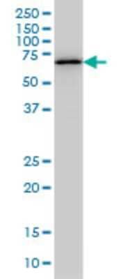 Western Blot: OXSR1 Antibody (1B9) [H00009943-M19]