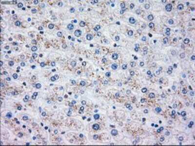 Immunohistochemistry-Paraffin: OXSR1 Antibody (OTI1F3) [NBP1-47905]