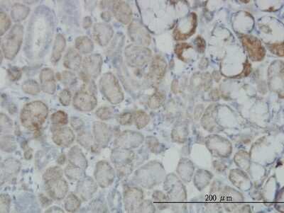 Immunohistochemistry-Paraffin: OXSR1 Antibody (3A8) [H00009943-M16]
