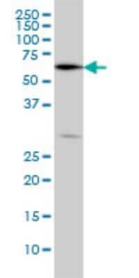 Western Blot: OXSR1 Antibody (5D5) [H00009943-M09]