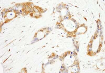 Immunohistochemistry: OXSR1 Antibody [NB100-77321]