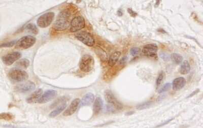Immunohistochemistry: OXSR1 Antibody [NB100-77322]