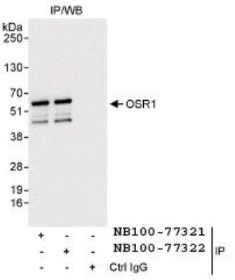 Immunoprecipitation: OXSR1 Antibody [NB100-77321]