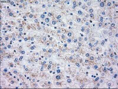 Immunohistochemistry: OXSR1 Antibody (OTI1F3) - Azide and BSA Free [NBP2-73177]