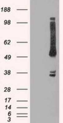 Western Blot: OXSR1 Antibody (OTI1F3)Azide and BSA Free [NBP2-73177]