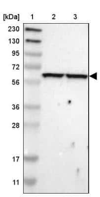 Western Blot: OXSR1 Antibody [NBP1-82929]