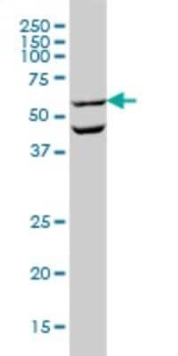 Western Blot: Occludin Antibody (1G7) [H00004950-M01]