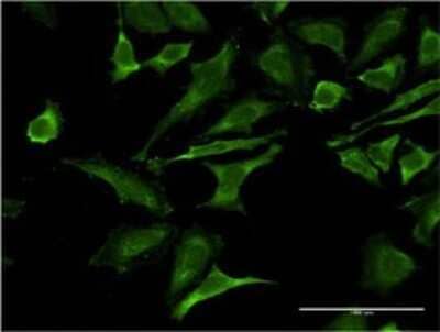Immunocytochemistry/ Immunofluorescence: Occludin Antibody (5A7) [H00004950-M02]
