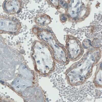 Immunohistochemistry-Paraffin: Occludin Antibody (CL1555) [NBP2-52971]