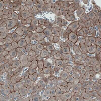 Immunohistochemistry-Paraffin: Occludin Antibody (CL1567) [NBP2-52972]