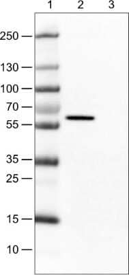 Western Blot: Occludin Antibody (CL1567) [NBP2-52972]