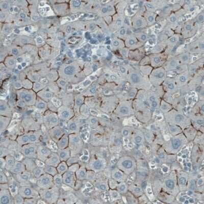 Immunohistochemistry-Paraffin: Occludin Antibody (CL1608) [NBP2-52973]