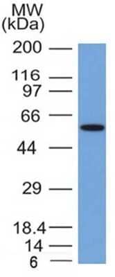 Western Blot: Occludin Antibody (OCLN/2181)Azide and BSA Free [NBP3-08879]