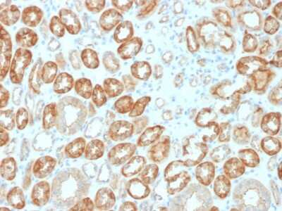 Immunohistochemistry-Paraffin: Occludin Antibody (OCLN/2183) [NBP3-07138]
