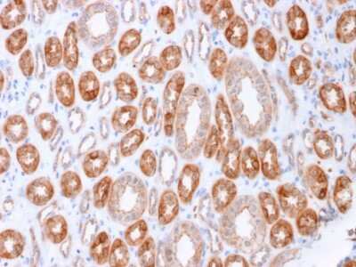 Immunohistochemistry-Paraffin: Occludin Antibody (OCLN/2183) [NBP3-07138]