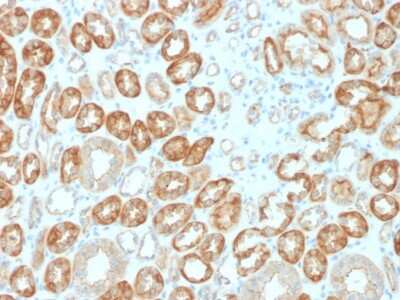 Immunohistochemistry-Paraffin: Occludin Antibody (OCLN/2183) - Azide and BSA Free [NBP3-08880]