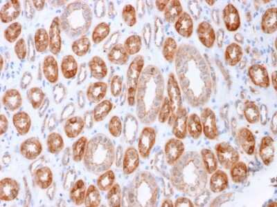 Immunohistochemistry-Paraffin: Occludin Antibody (OCLN/2183) - Azide and BSA Free [NBP3-08880]