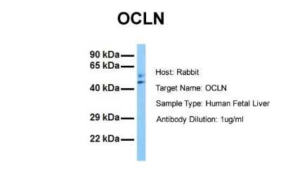 Western Blot: Occludin Antibody [NBP1-59435]