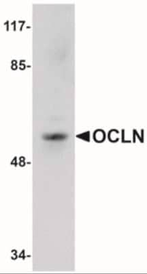 Western Blot: Occludin AntibodyBSA Free [NBP1-77037]