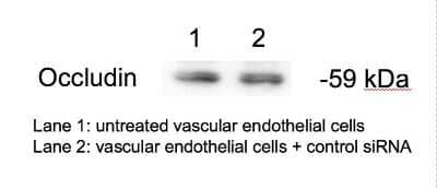 Occludin Antibody (NBP1-87402) | Bio-Techne