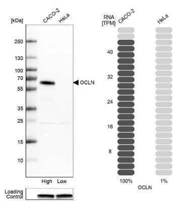 Western Blot: Occludin Antibody [NBP1-87402]