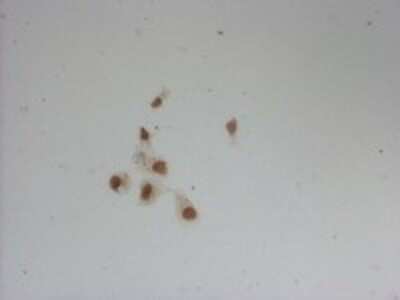 Immunocytochemistry/ Immunofluorescence: Oct-4B Antibody (OTI7H1) - Azide and BSA Free [NBP2-73141]