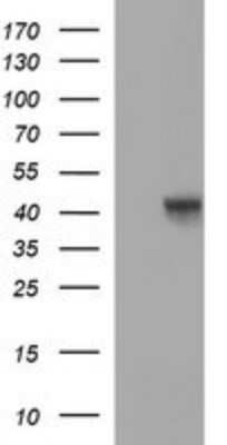 Western Blot: Oct-4B Antibody (OTI7H1)Azide and BSA Free [NBP2-73141]