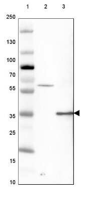 Western Blot: Ocular development associated gene Antibody [NBP1-92219]