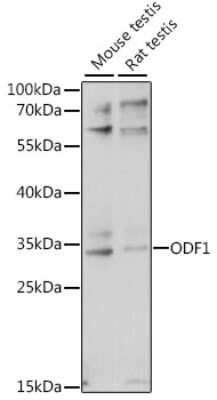 Western Blot: Odf1 AntibodyAzide and BSA Free [NBP2-93601]