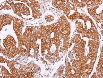 Immunohistochemistry-Paraffin: Olfactomedin-1/Noelin-1 Antibody [NBP1-31163]