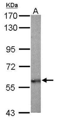 Western Blot: Olfactomedin-1/Noelin-1 Antibody [NBP1-31163]