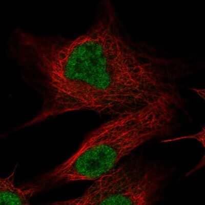 Immunocytochemistry/ Immunofluorescence: Olfactomedin-2/Noelin-2 Antibody [NBP2-56884]