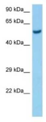 Western Blot: Olfactomedin-2/Noelin-2 Antibody [NBP3-10146]