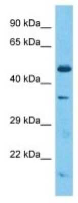 Western Blot: Olfactory Receptor 9 Antibody [NBP3-10268]