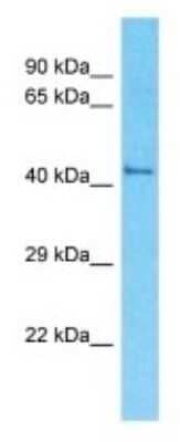 Western Blot: Olfactory Receptor OR52R1 Antibody [NBP3-09869]