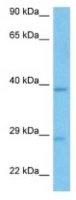 Western Blot: Olfactory receptor 1537 Antibody [NBP3-10239]