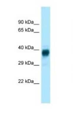 Western Blot: Olfr329-ps Antibody [NBP1-98267]