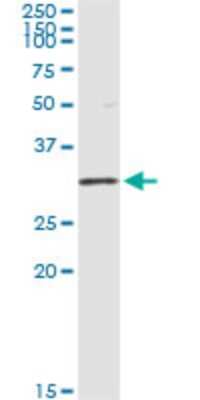 Immunoprecipitation: Olig1 Antibody (2A4) [H00116448-M08]