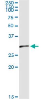 Western Blot: Olig1 Antibody (2B11) [H00116448-M04]