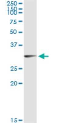 Immunoprecipitation: Olig1 Antibody (3E3) [H00116448-M06]