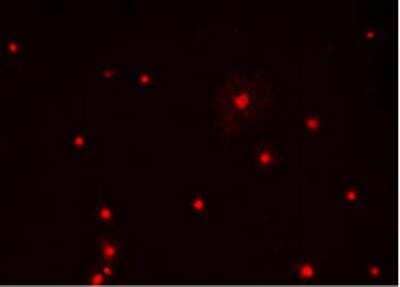 Immunocytochemistry/ Immunofluorescence: Olig1 Antibody - Azide and BSA Free [NBP1-28666]