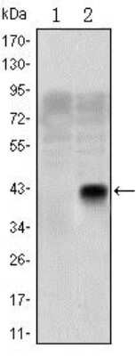 Western Blot: Olig2 Antibody (1G11)BSA Free [NBP2-37636]